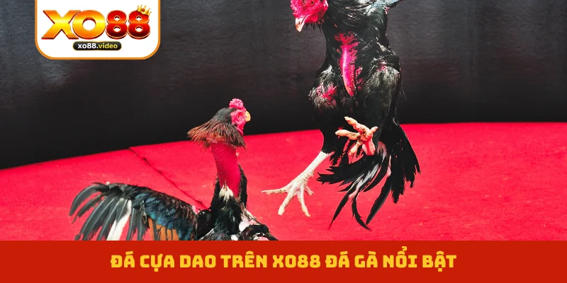 Đá cựa dao trên XO88 đá gà nổi bật Đá cựa dao trên XO88 đá gà nổi bật