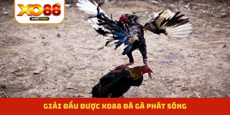Giải đấu được XO88 đá gà phát sóng Giải đấu được XO88 đá gà phát sóng