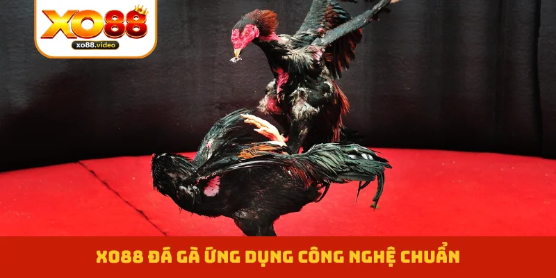 XO88 đá gà ứng dụng công nghệ chuẩn XO88 đá gà ứng dụng công nghệ chuẩn
